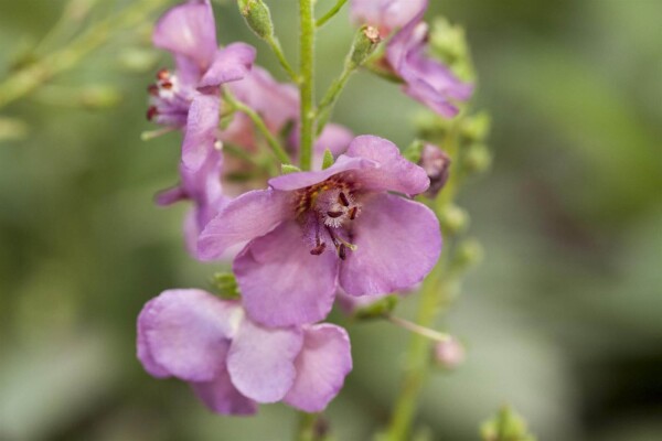 Verbascum phoeniceum Verbascum phoeniceum