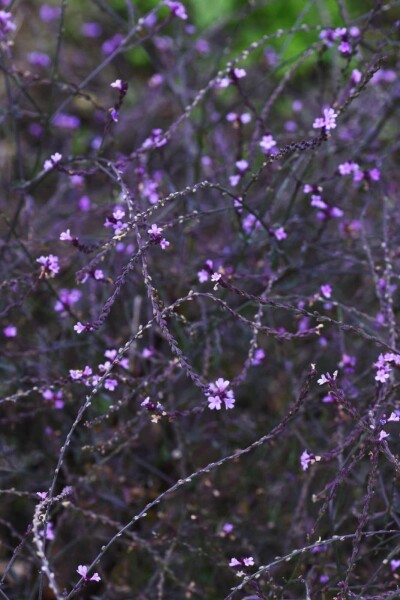 Verbena officinalis 'Bampton' Verbena officinalis 'Bampton'