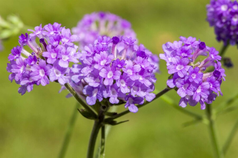 Verbena Verbena rigida 5-10 i kruka P9 Verbena rigida