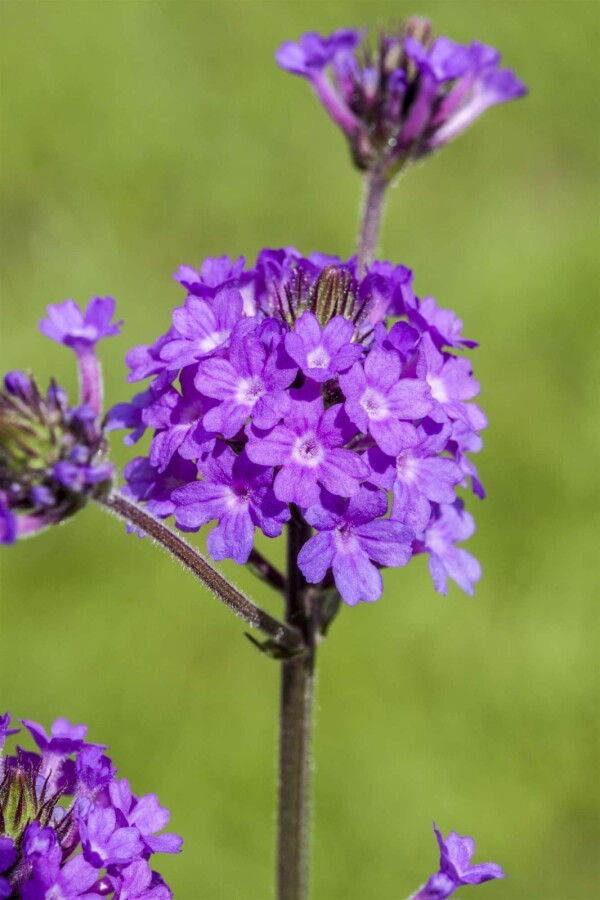 Verbena Verbena rigida 5-10 i kruka P9 Verbena rigida