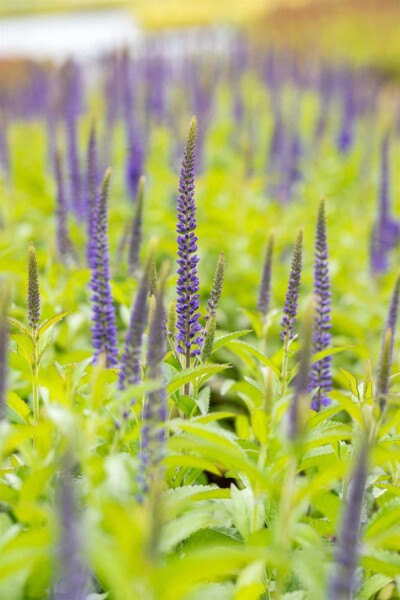 Veronica longifolia 'Blauriesin' Veronica longifolia 'Blauriesin'