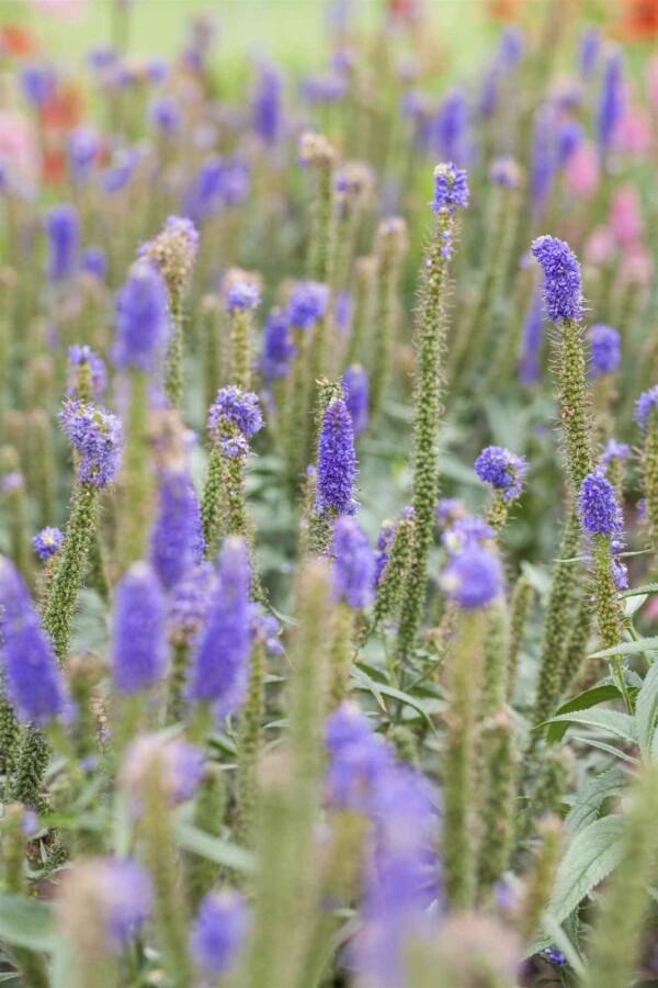 Långbladig veronika Veronica longifolia 5-10 i kruka P9 Veronica longifolia