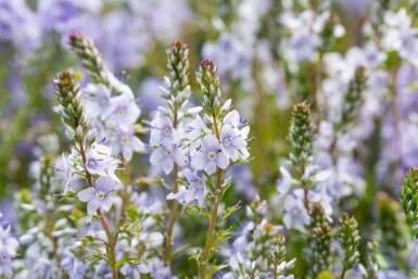 Veronica prostrata