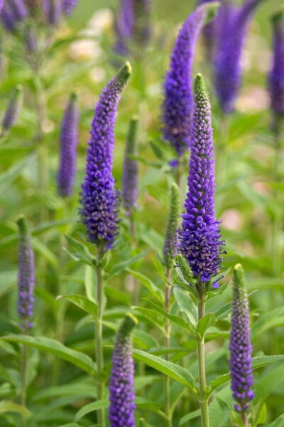 Veronica spicata Veronica spicata