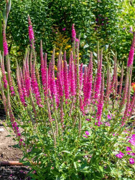 Veronica spicata 'Rotfuchs' Veronica spicata 'Rotfuchs'