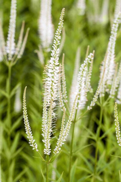 Veronicastrum virginicum 'Album' Veronicastrum virginicum 'Album'