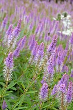 Veronicastrum virginicum 'Fascination'