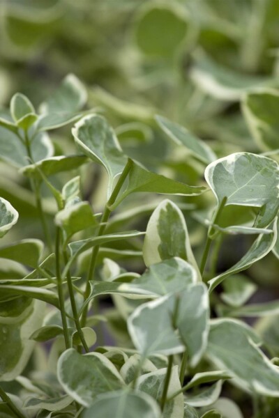 Vinca major 'Variegata' Vinca major 'Variegata'