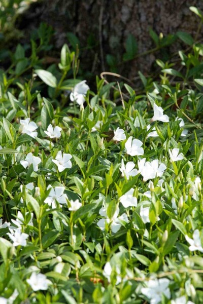 Vinca minor 'Alba' Vinca minor 'Alba'