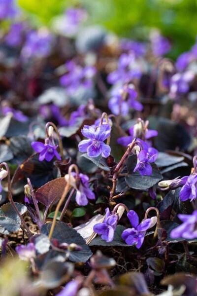 Viola labradorica Viola labradorica