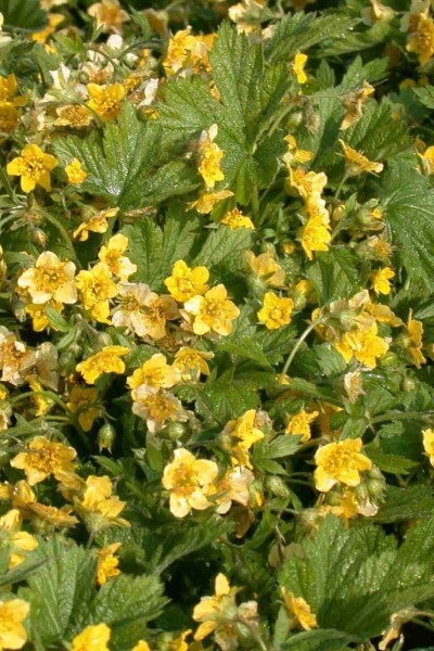 Waldsteinia geoides Waldsteinia geoides