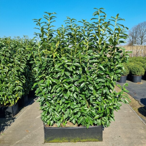 Kirschlorbeer / Prunus Laurocerasus Genolia Fertighecke 100x30x140cm Kirschlorbeer / Prunus Laurocerasus Genolia Fertighecke 100x30x140cm
