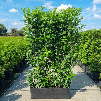 Kirschlorbeer / Prunus Laurocerasus Genolia 100x30x160cm