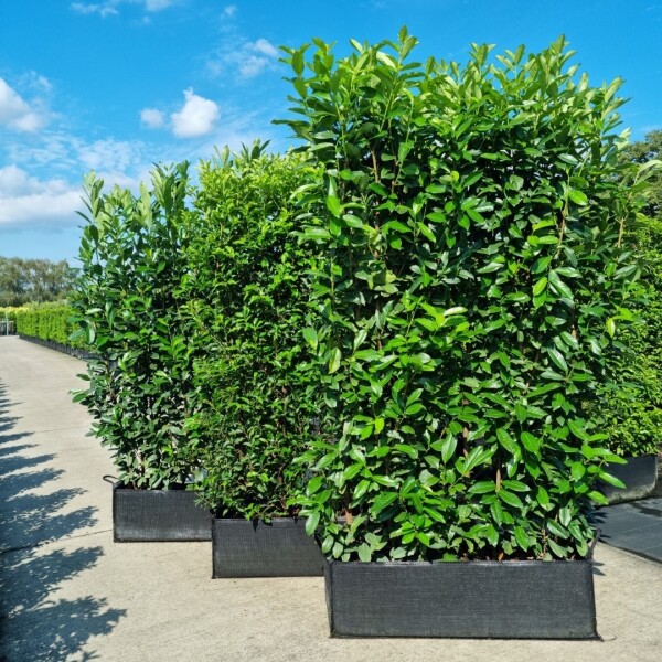 Kirschlorbeer / Prunus Laurocerasus Genolia Fertighecke 100x30x180cm Kirschlorbeer / Prunus Laurocerasus Genolia Fertighecke 100x30x180cm