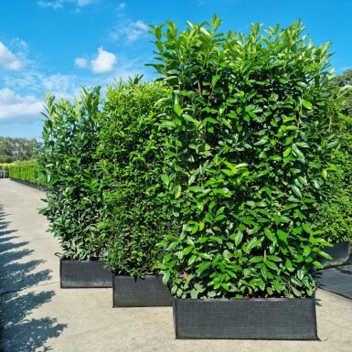Kirschlorbeer / Prunus Laurocerasus Genolia 100x30x180cm