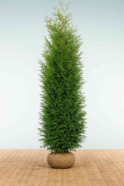 Lebensbaum / Thuja Occidentalis Brabant 225-250 cm