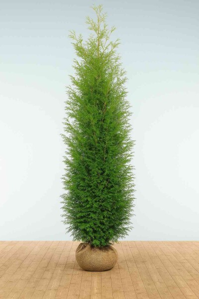 Lebensbaum / Thuja Occidentalis Brabant 250-275 cm