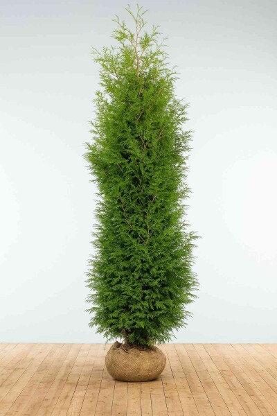 Lebensbaum / Thuja Occidentalis Brabant 275-300 cm