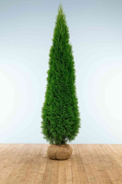 Lebensbaum / Thuja Occidentalis Smaragd 250-275 cm Lebensbaum / Thuja Occidentalis Smaragd 250-275 cm