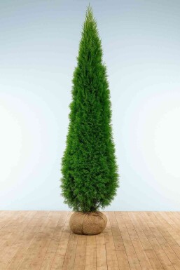 Lebensbaum / Thuja Occidentalis Smaragd 250-275 cm