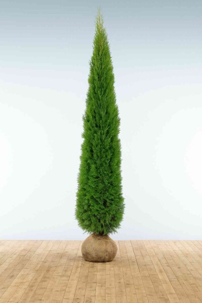 Lebensbaum / Thuja Occidentalis Smaragd 275-300 cm Lebensbaum / Thuja Occidentalis Smaragd 275-300 cm