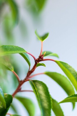 Portugiesischer Kirschlorbeer / Prunus Lusitanica Angustifolia 30-40 cm Topf