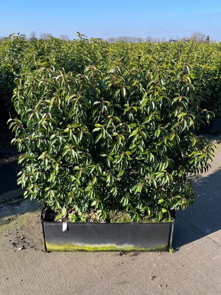 Portugiesischer Kirschlorbeer / Prunus Lusitanica Angustifolia 100x30x120 cm