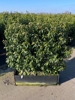 Portugiesischer Kirschlorbeer / Prunus Lusitanica Angustifolia 100x30x120 cm