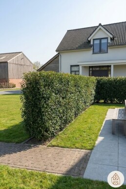 Portugiesischer Kirschlorbeer / Prunus Lusitanica Angustifolia Fertighecke 100x30x120 cm