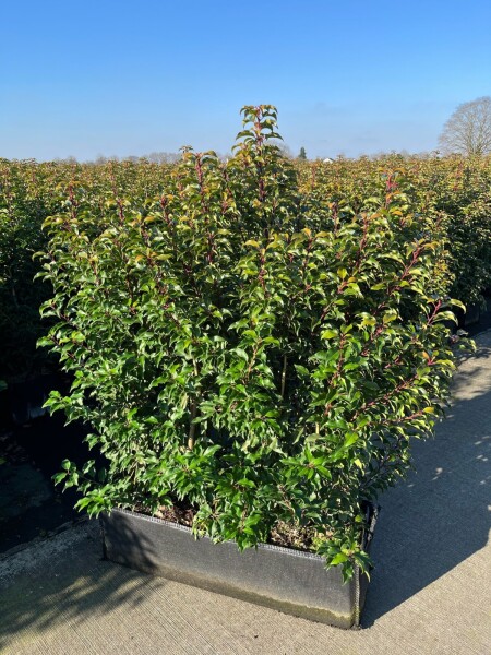 Portugiesischer Kirschlorbeer / Prunus Lusitanica Angustifolia Fertighecke 100x30x140cm Portugiesischer Kirschlorbeer / Prunus Lusitanica Angustifolia Fertighecke 100x30x140cm