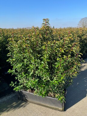 Portugiesischer Kirschlorbeer / Prunus Lusitanica Angustifolia 100x30x140cm