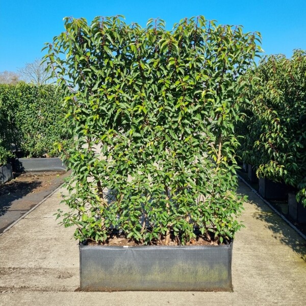 Portugiesischer Kirschlorbeer / Prunus Lusitanica Angustifolia 100x30x160cm