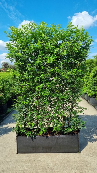 Portugiesischer Kirschlorbeer / Prunus Lusitanica Angustifolia 100x30x180cm