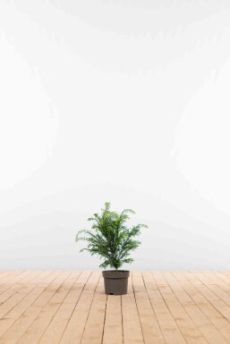 Eiben / Taxus Baccata 40-60 cm