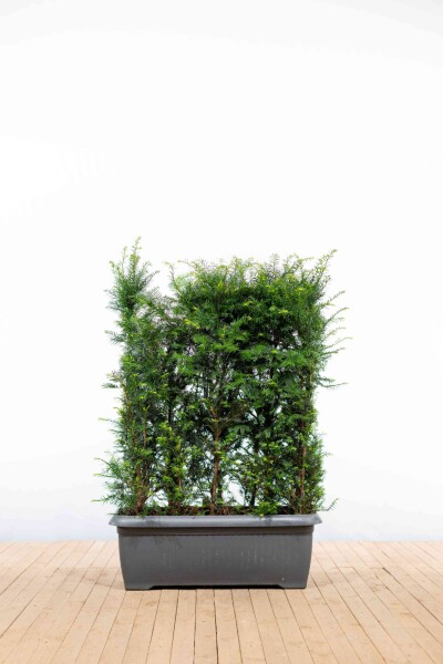 Eiben / Taxus Baccata 100x30x100cm