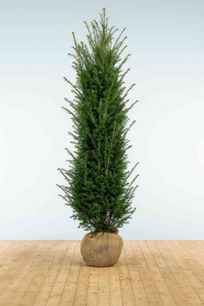 Eiben / Taxus Baccata 225-250 cm