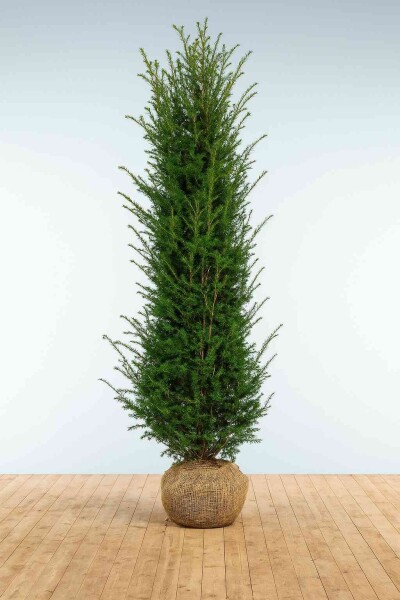 Eiben / Taxus Baccata 250-275 cm Eiben / Taxus Baccata 250-275 cm