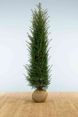 Eiben / Taxus Baccata 275-300 cm