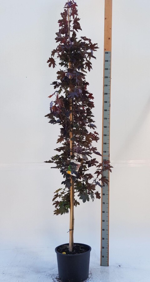 Acer 'Crimson Sentry' BE 12/14 P/K Acer platanoides 'Crimson Sentry' Stammbusch 12/14