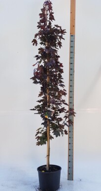 Acer platanoides 'Crimson Sentry' Stammbusch