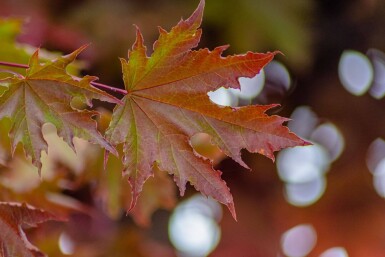 Acer platanoides 'Crimson Sentry' Stammbusch