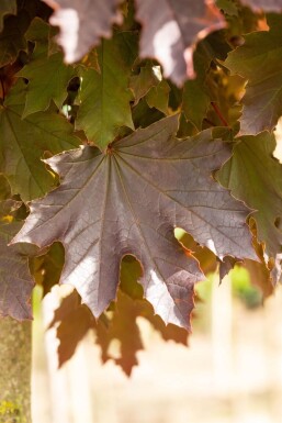 Acer platanoides 'Crimson Sentry' Stammbusch