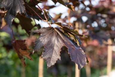 Acer platanoides 'Crimson Sentry' Stammbusch
