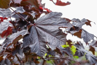Acer platanoides 'Crimson Sentry' Stammbusch