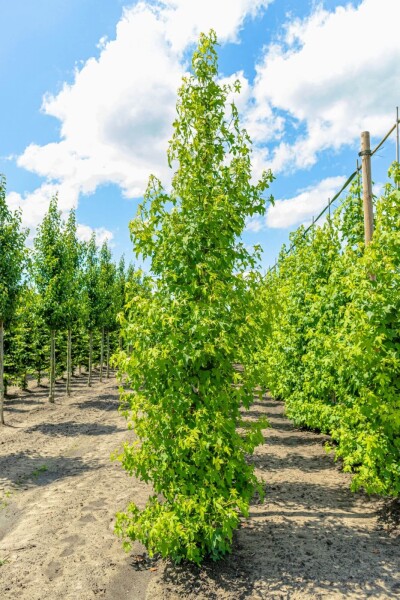 Liquidambar styraciflua Stammbusch