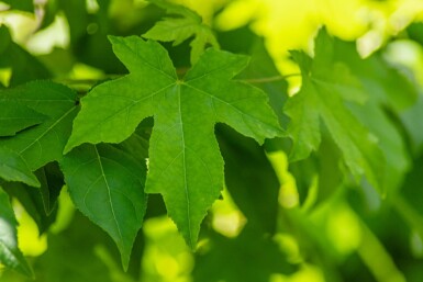 Liquidambar styraciflua Stammbusch 8/10
