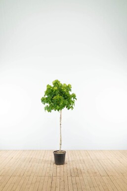 Liquidambar styraciflua 'Gum Ball' Halbstamm