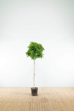 Liquidambar styraciflua 'Gum Ball' Halbstamm