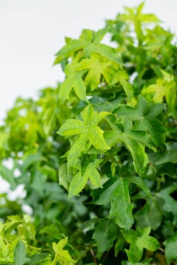 Liquidambar styraciflua 'Gum Ball' Halbstamm