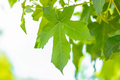 Liquidambar styraciflua 'Gum Ball' Halbstamm